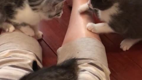 Gatitos transforman la pierna de su dueña en su propio juguete