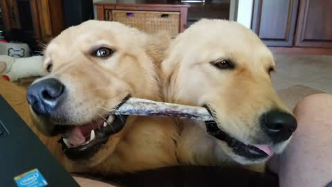 Sibling Doggies Sharing a Chew Toy