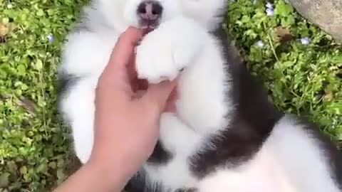 Playing with you puppy is so cute