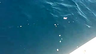 Shark vs Boat in Australia