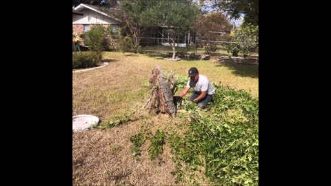 Jesus Luna Tree Service - (210) 761-3988