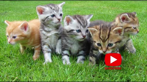 funny cats - cats playing - cute cats - videos compilation
