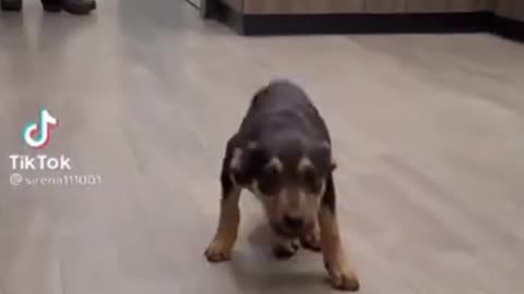funny small cute dog dancing