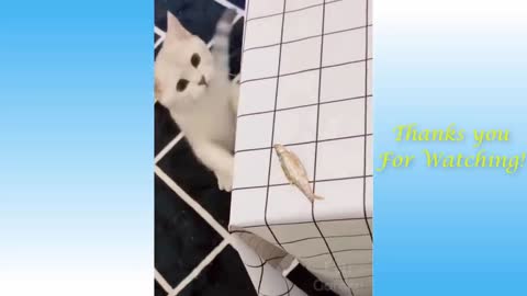 animals doing hilarious and funny things
