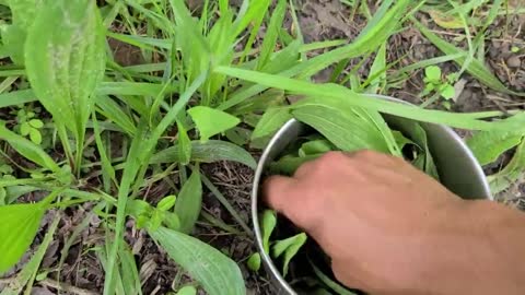 Wild Edibles - Plantain - Plantago