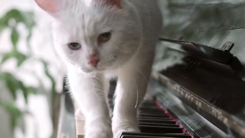 funny cat walking over a piano