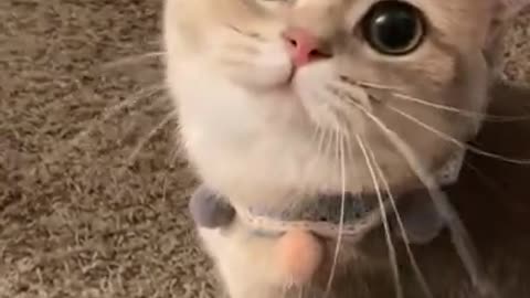 Cute and Funny Animals Videos 😹 🐶