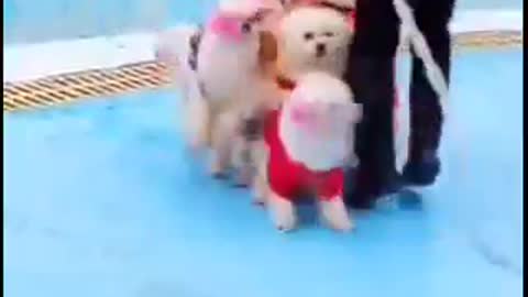 Cute dog video