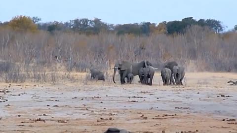 Amazing Elephant Save Baby Elephant 😍😍😍