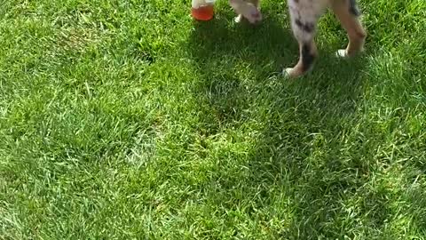 Puppy Runs Away With Tasty Iced Tea