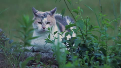 quiet cat