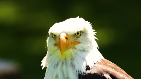 Bird eagle bald eagle free stock video. Free for use & download(no audio).