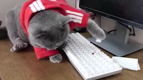 A Hardworking Kitty