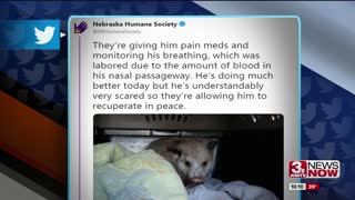 Opossum Injuries