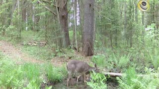 Nature Clips 18 - A New Fawn Is Born