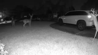 Whitetail deer in my Cypress (Houston) neighborhood - August 16, 2023 0502