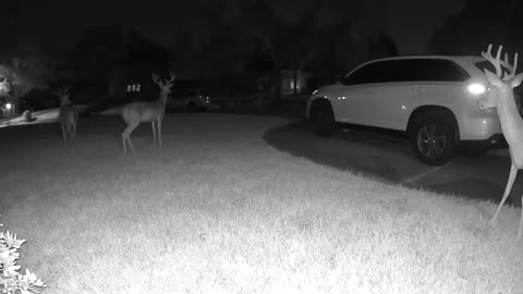 Whitetail deer in my Cypress (Houston) neighborhood - August 16, 2023 0502