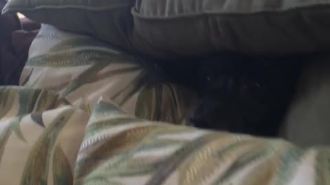 Black dog with face peeking out of a pillow fort