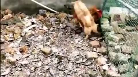 Dog vs Chicken Fight-Funny Dog Fight