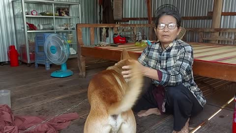The dog that can speak human language in Dong Thap Vietnam