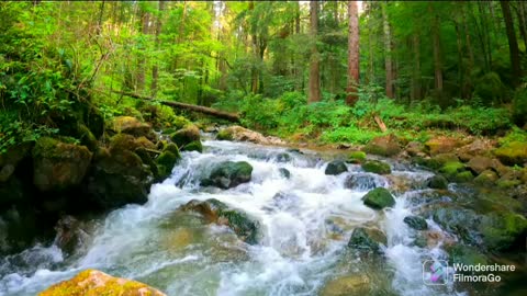 raining forest,