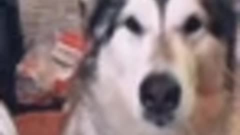 'Woman challenges dog to say 'Oh Wow' in order to get her favorite food SHE SLEW