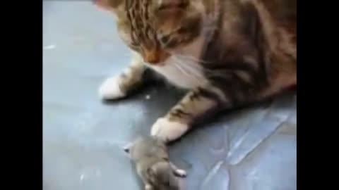 Check out this FUNNY mice and cat video.