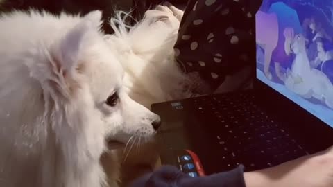 Hyperactive dog chills out to watch 'The Lion King' on laptop