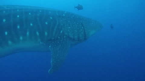 Pregnant whale shark encounter