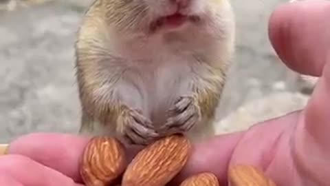 Cute squirrel short video