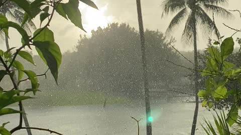 Sunny Rain