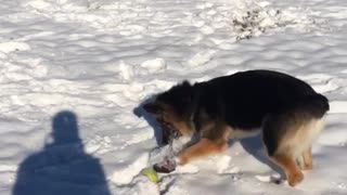 German shepherd digs in snow