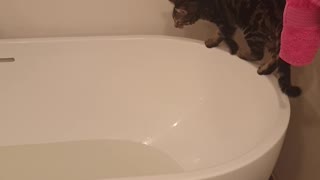 Curious Kitty Can't Avoid Making a Splash