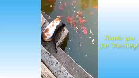 The funniest cat videos