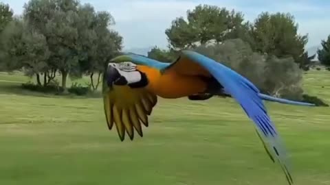 Deference between Parrot and a Macaw