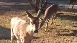 Deer want apples