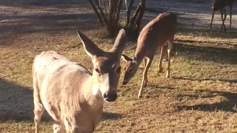 Deer want apples