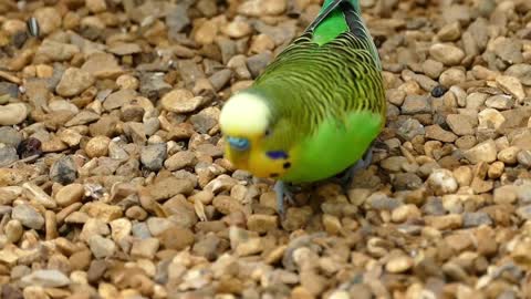 Green Parrot birds