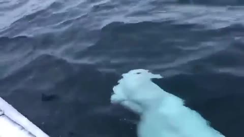 A white Whale plays Ball