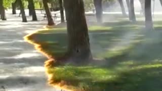 Controlled burning of tree pollen in Spain