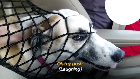 Hilarious Dog Will Do Anything to Ride Shotgun | The Dodo