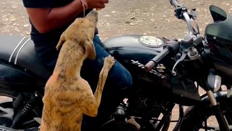 Indian Dog Want to eating Milk Biscuit With the Public