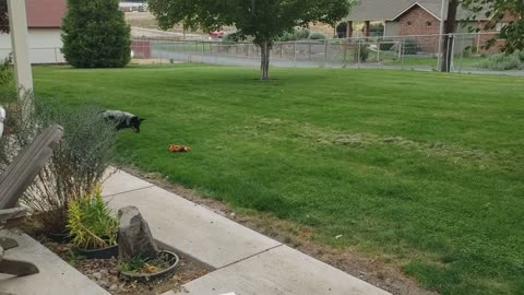 Even blind dogs LOVE new toys!