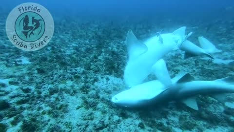 Nurse shark