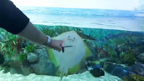 Stingray with a very cute expression