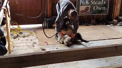 More sheep shearing