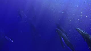 Swimming With Humpback Whales