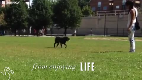 This Blind Dog Lives Life To The Fullest