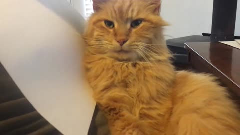 A Orange Cat does nothing for 30 seconds Vedio