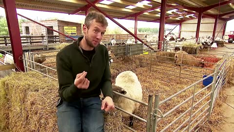Britain's 'loneliest sheep' rescued